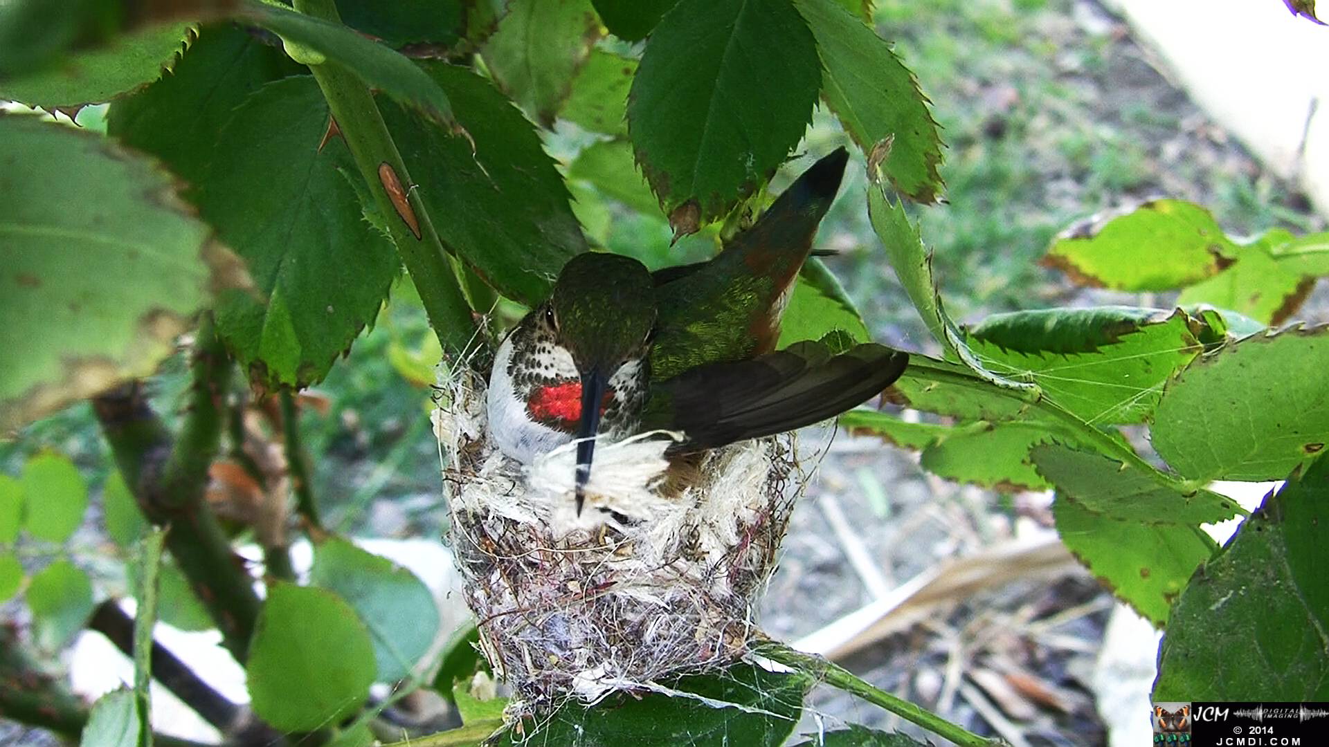 Allen's Hummingbird female in nest 